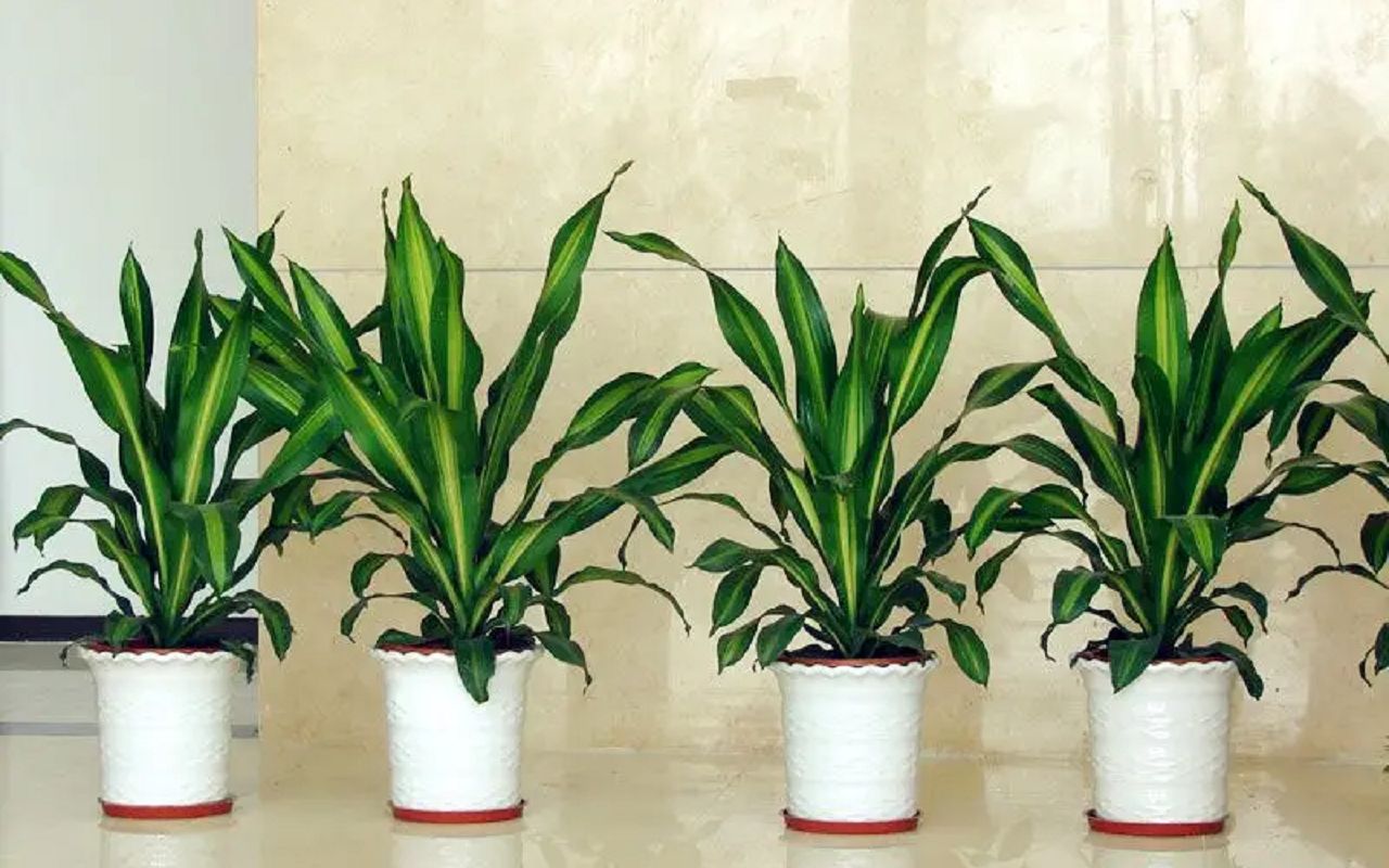 食用巴西叶的功效(巴西叶的功效:提高免疫力,促进健康,降低血糖)