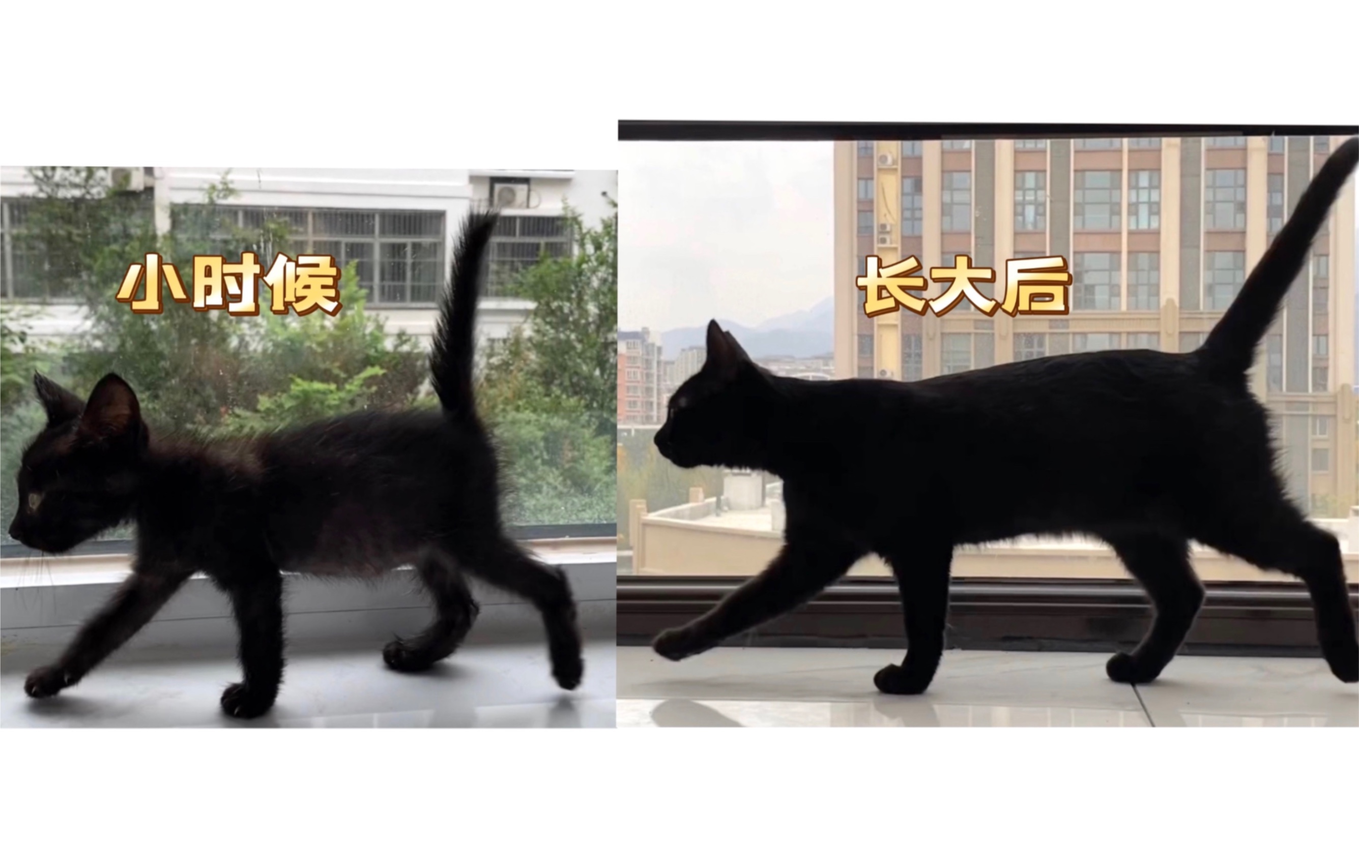 [图]中华田园黑猫的身段真是天下一绝