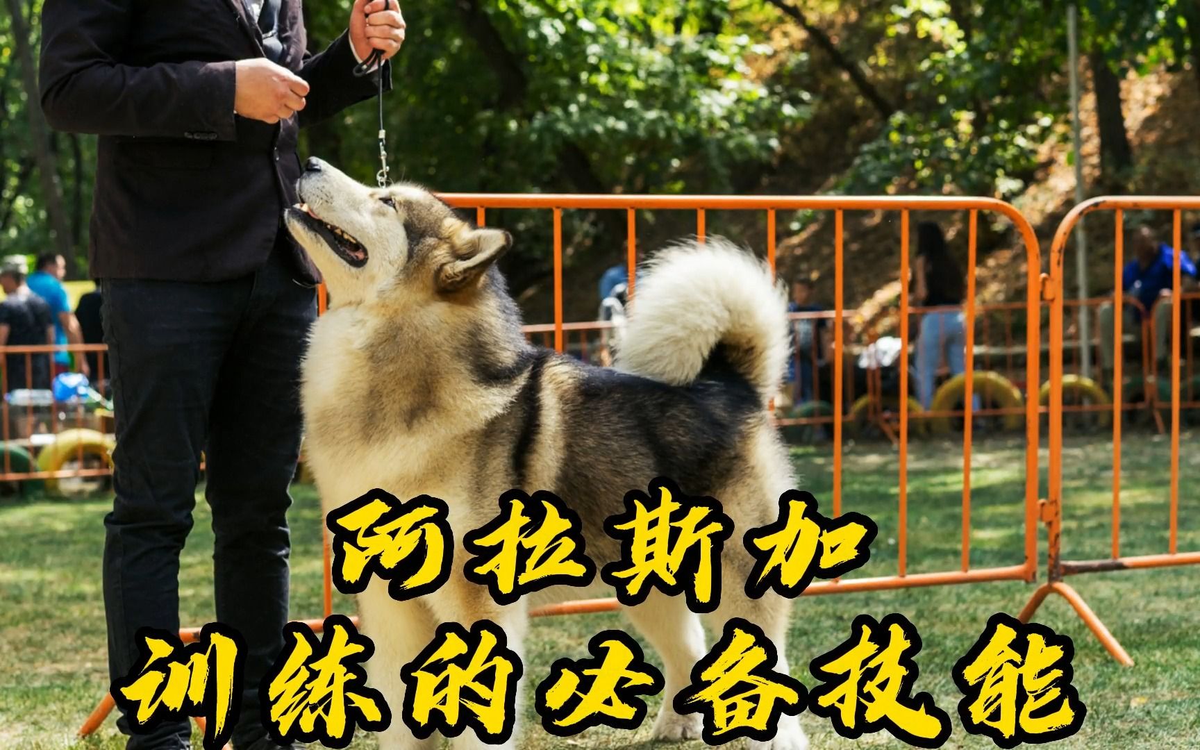 训练阿拉斯加的3个技巧,你get了吗?