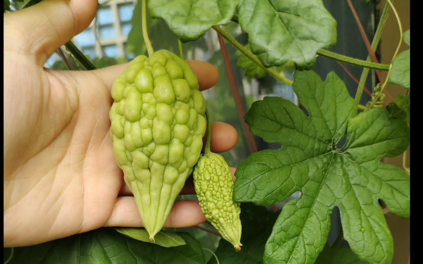 活动  假花农的日常7 | 小苦瓜要变大苦瓜