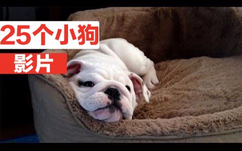 [图]【宠物】25个可爱的小狗宠物影片合集 25 Puppy Videos Compilation 2017