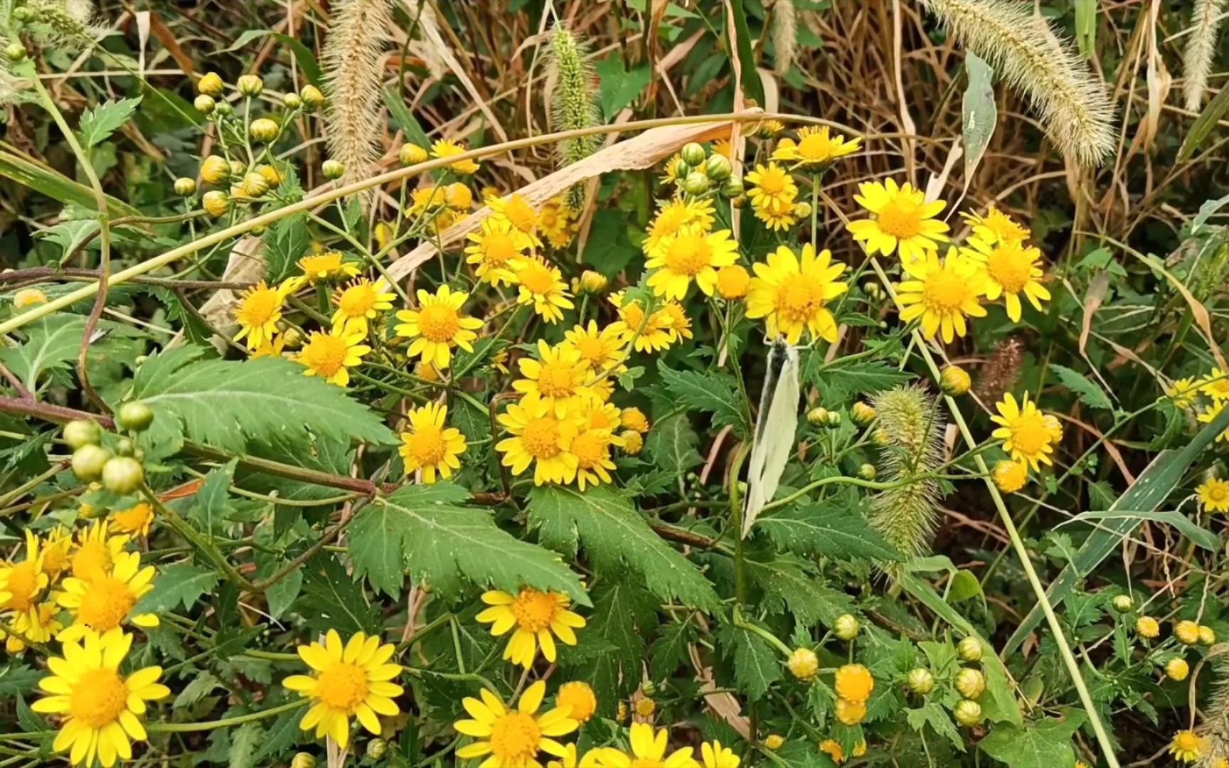 【小野菊】可爱的小野菊花