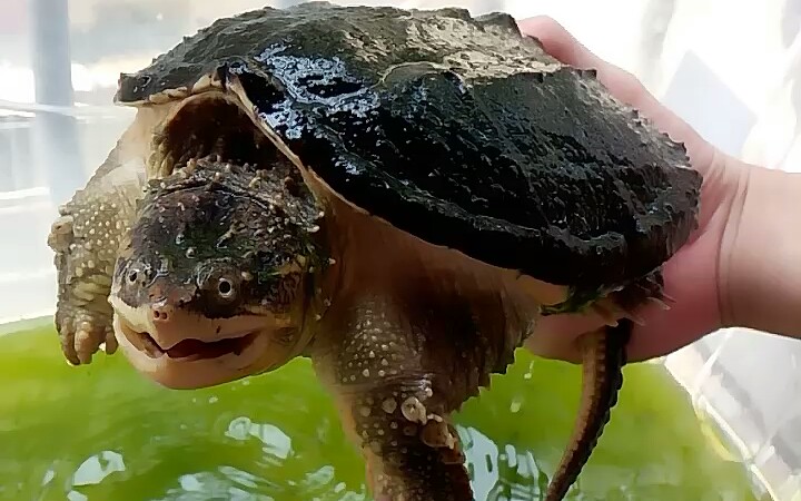 鳄龟绿了!