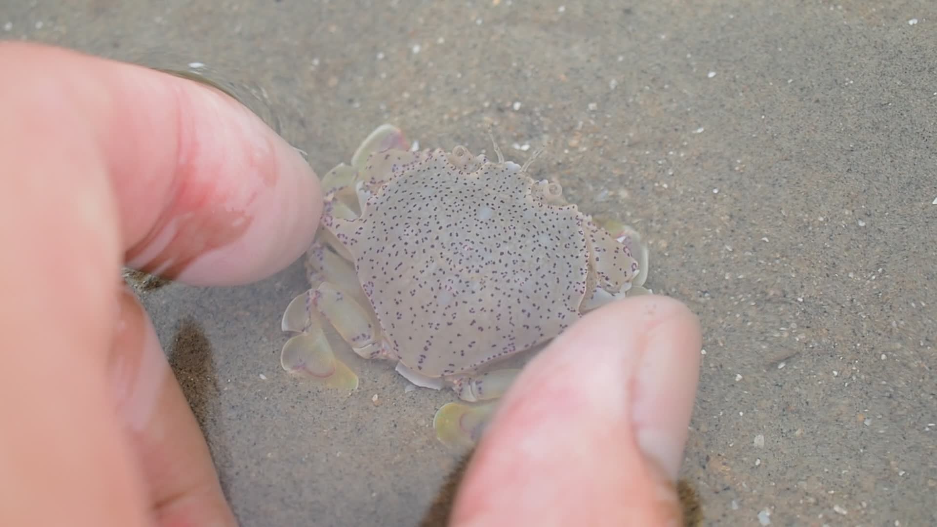 胜利黎明蟹顺利消失