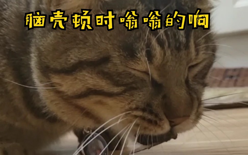 狸花猫:这难道就是电动牙刷吗?震的我眼睛都睁不开!哔哩哔哩bilibili