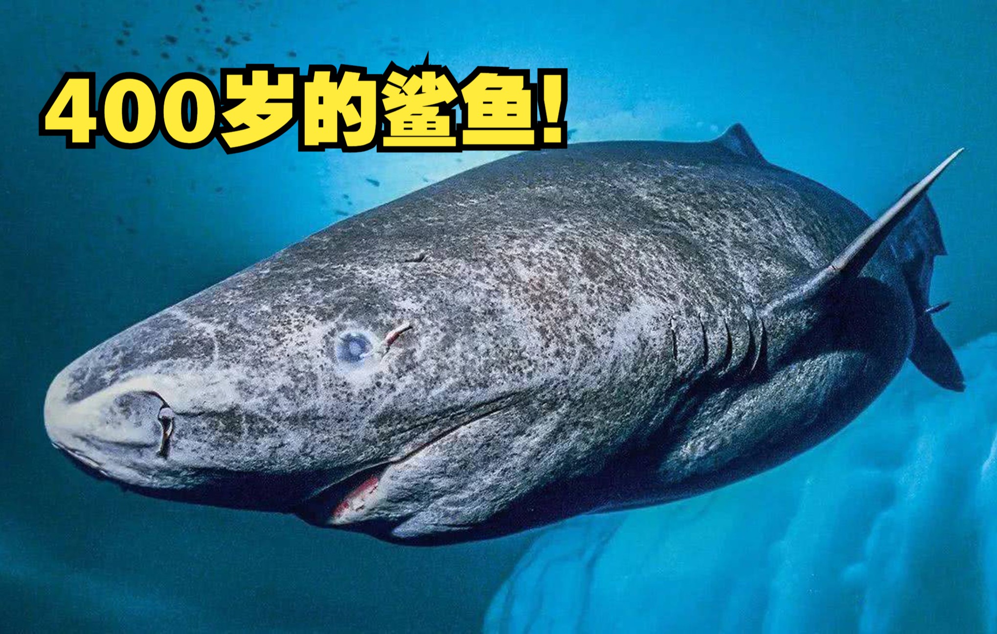 格林兰鲨:可以咬伤白鲸,长到400多岁,最接近尼斯湖水怪的鲨鱼