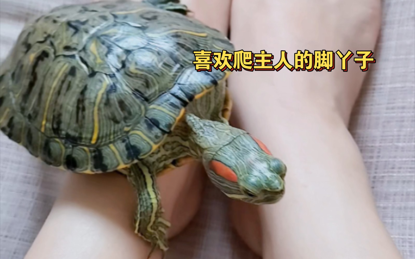 啫喱家龟龟的小日常