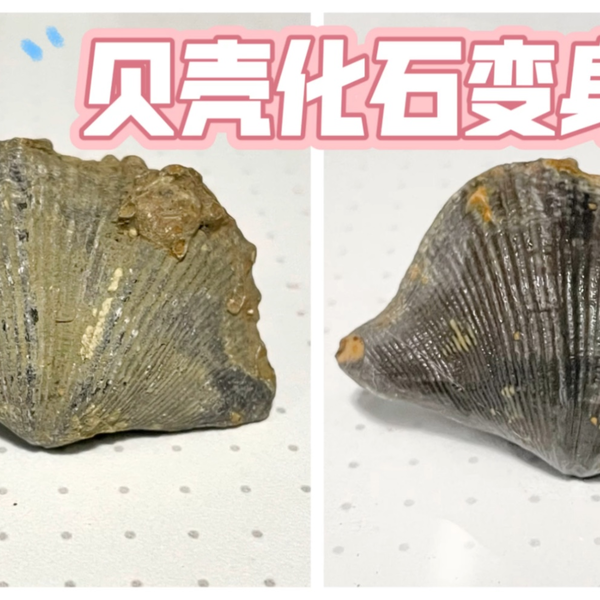 贝壳化石变身记_哔哩哔哩_bilibili