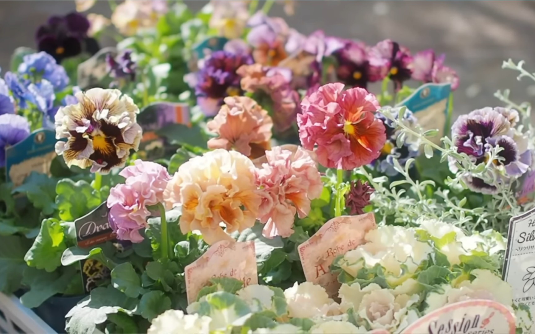 94 ts garden园艺小课堂92:教你如何将三色堇