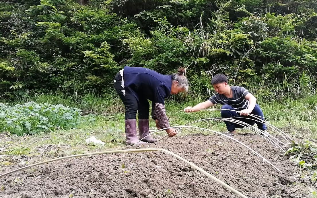 农村种植白菜技巧,这样种植的成活率很高,农村人都这样种植,又涨知识了哔哩哔哩bilibili