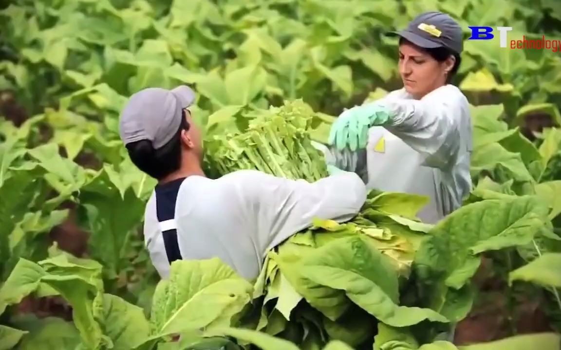 国外烟草收获和制造过程,现代农业自动化哔哩哔哩bilibili