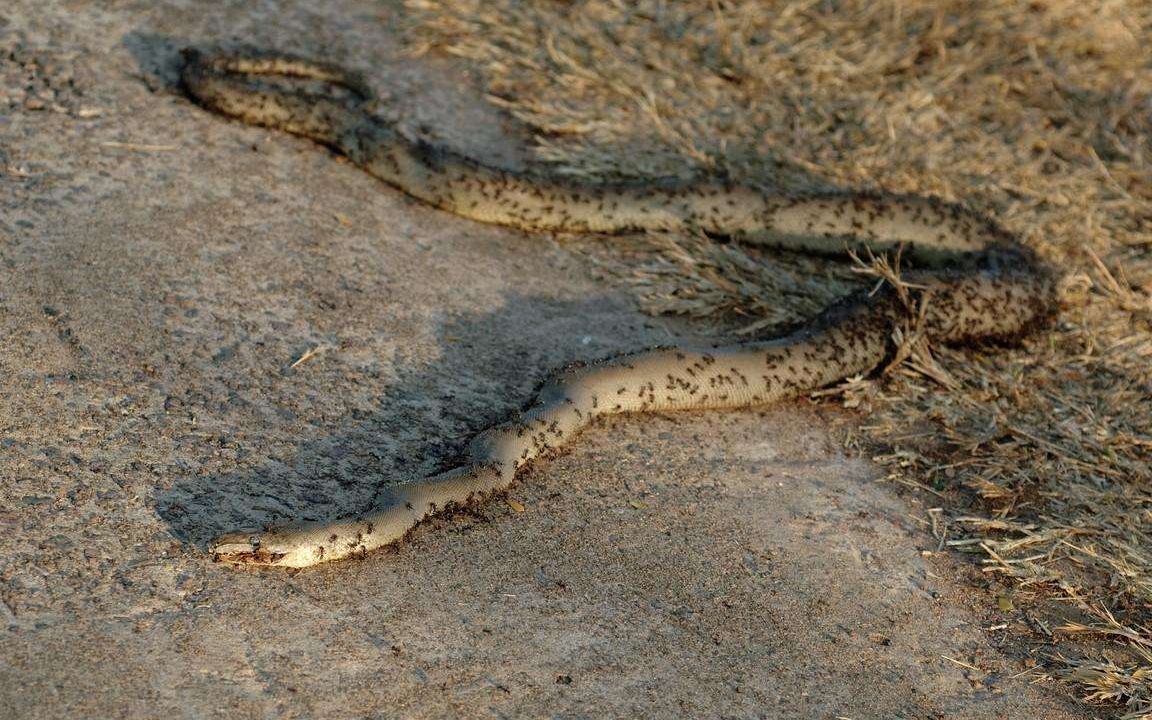 百万蚂蚁大迁徙为补充体力秒杀蟒蛇相信团结就是力量