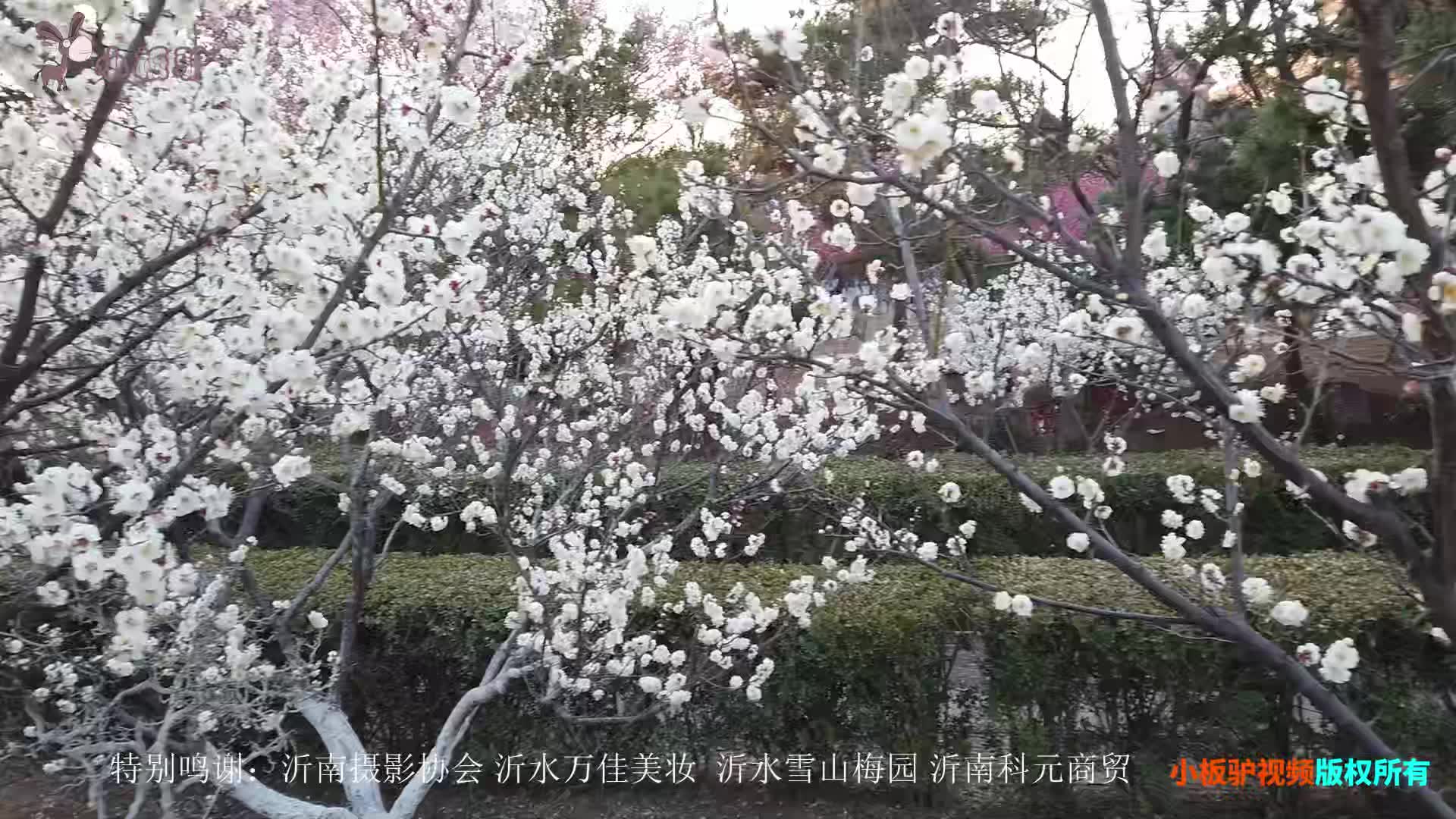 [图]小板驴之沂水雪山梅花园记 2019春