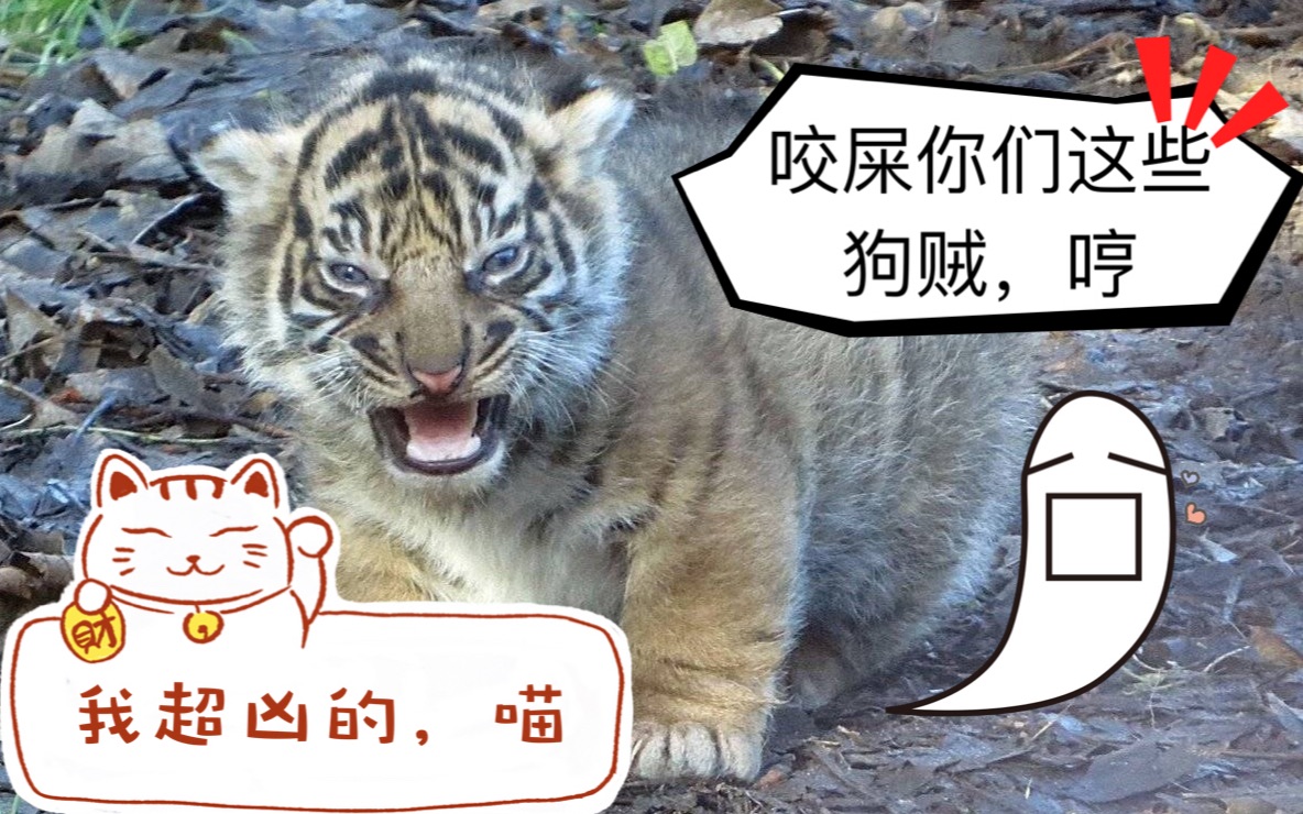 20180822录屏(莫名其妙的鸡和猥琐的笑声更配哦)