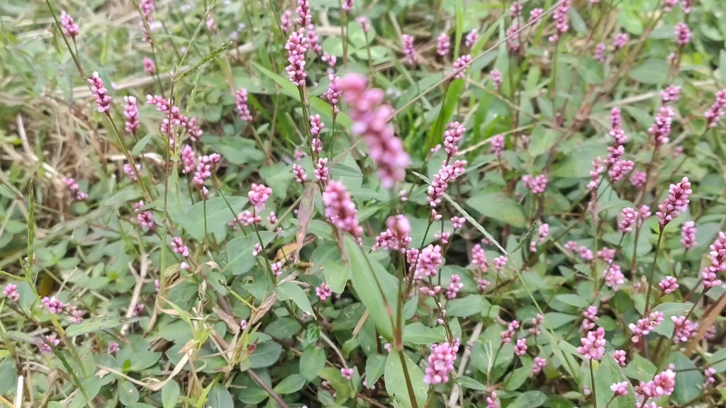 蓼汀花溆的蓼你知道吗