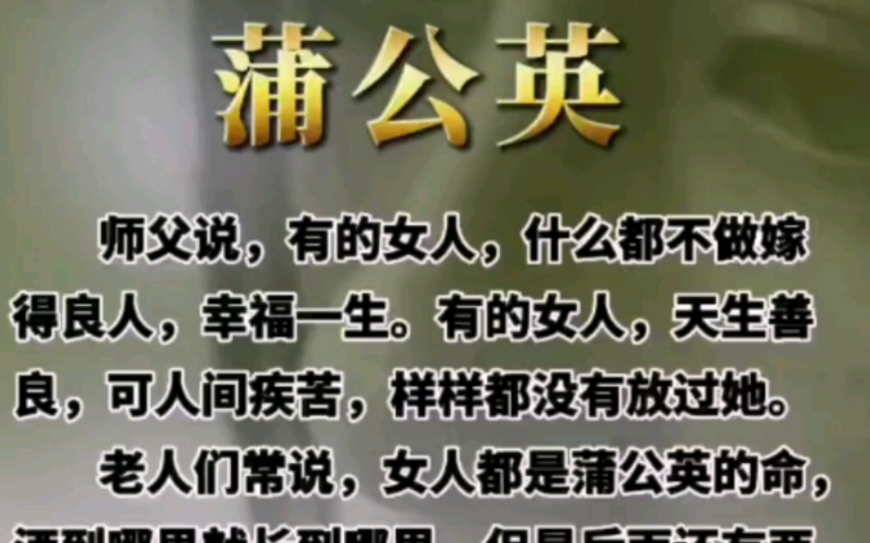 女人就是蒲公英的命