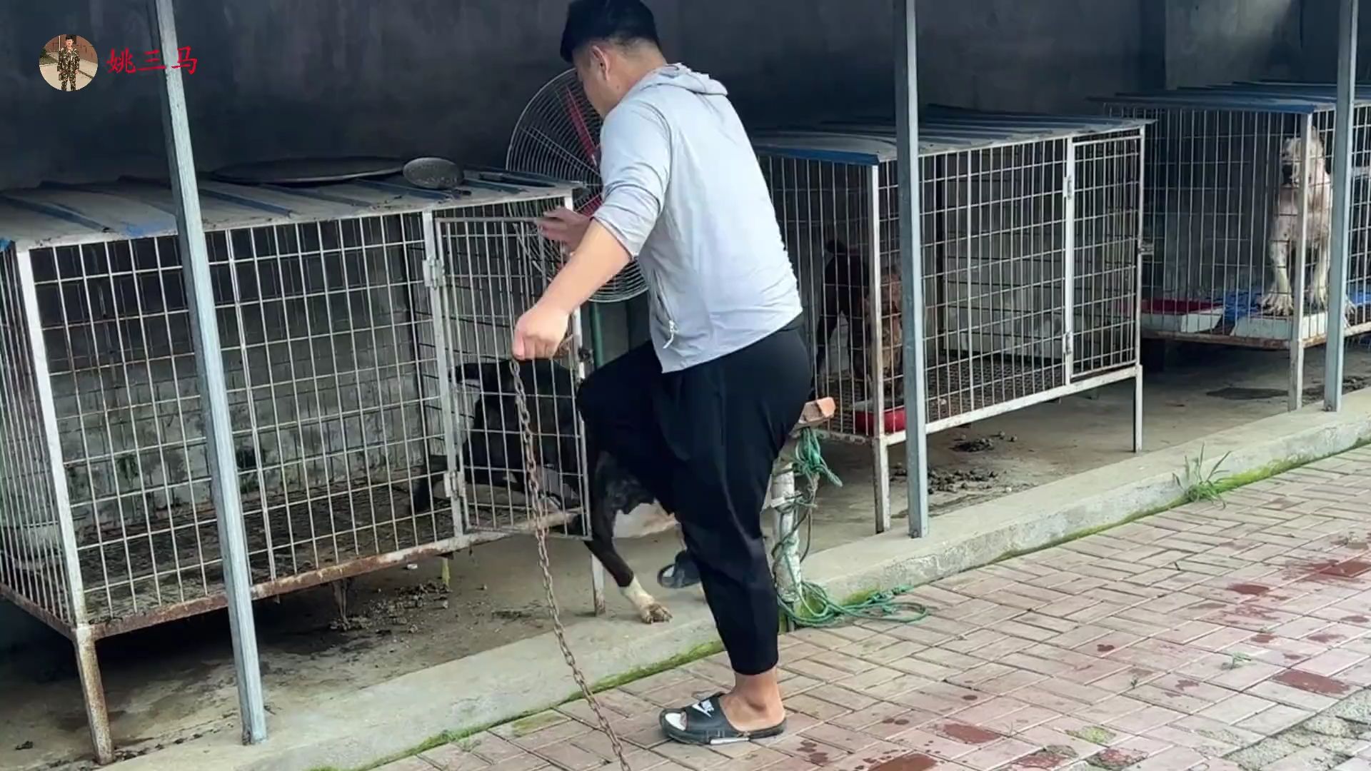 二凯把杀人犬兔子关回笼,谁知回头就咬二凯一口,简直太可恨了