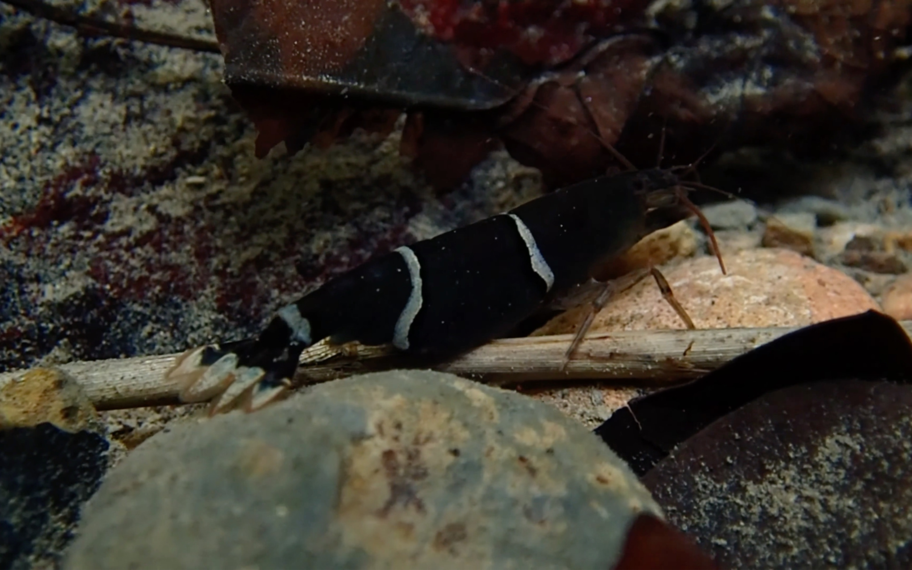 台湾原生蜜蜂虾
