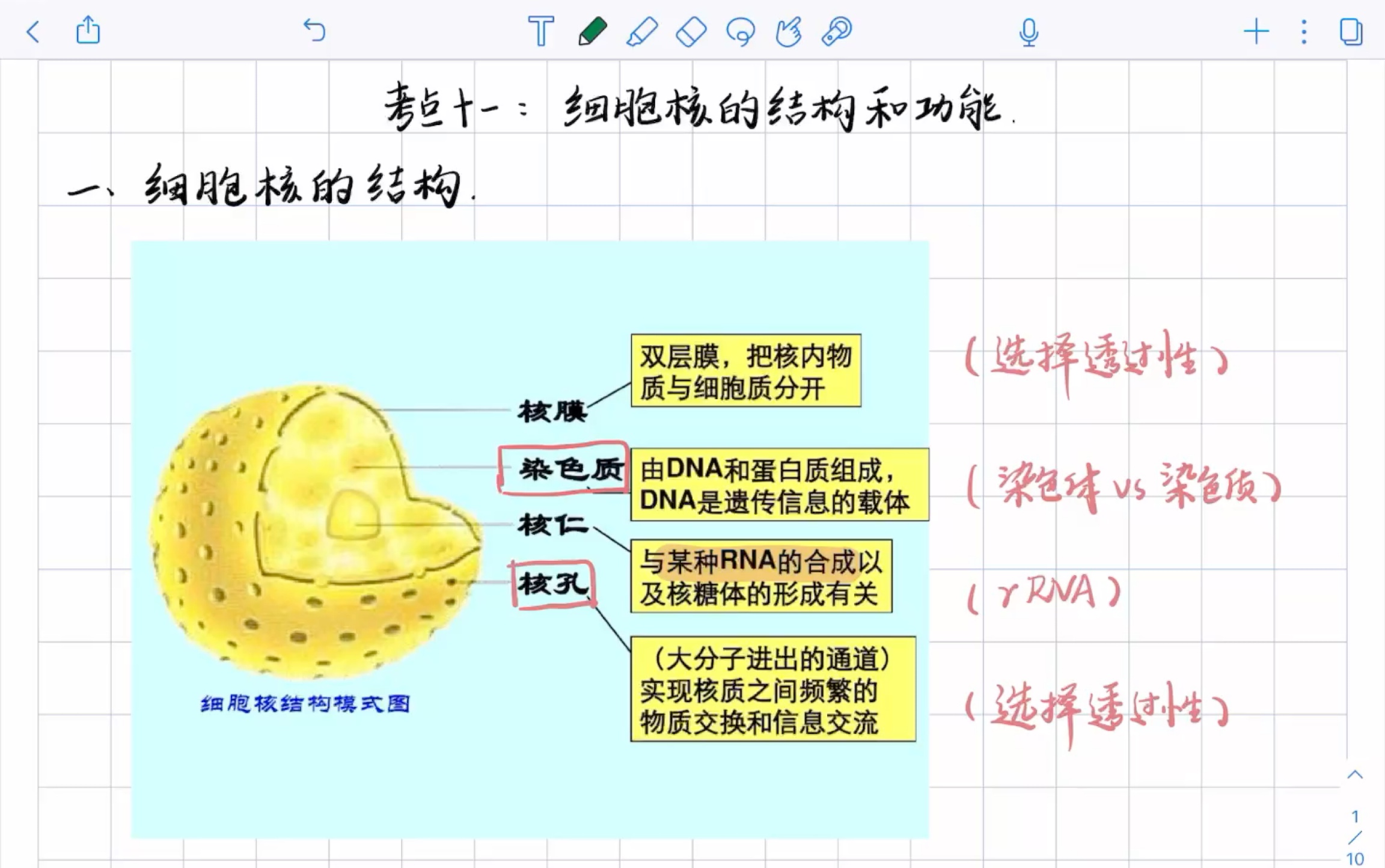 [图]高中生物一轮复习考点11:细胞核的结构和功能