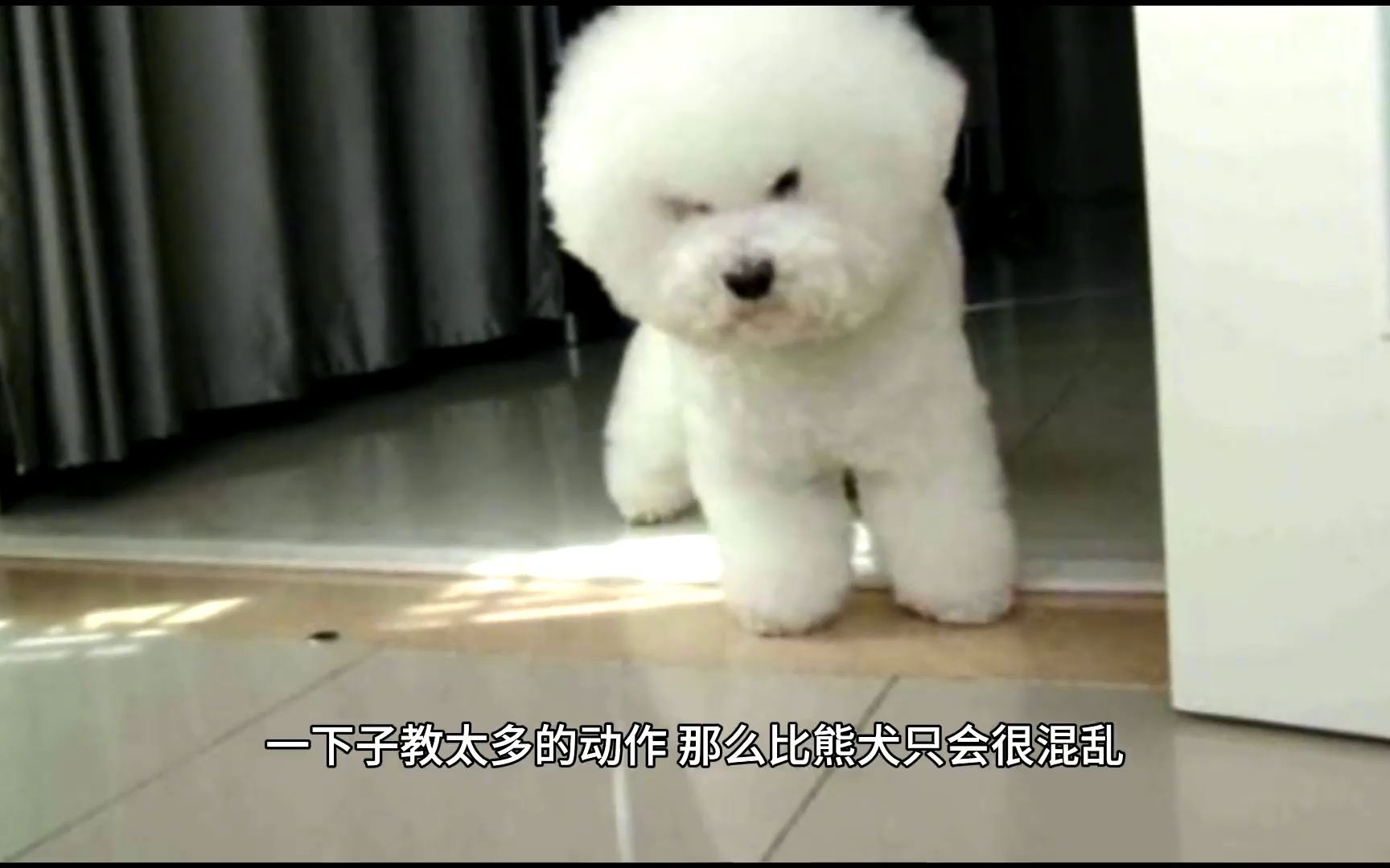 比熊犬的训练黄金期及注意事项!