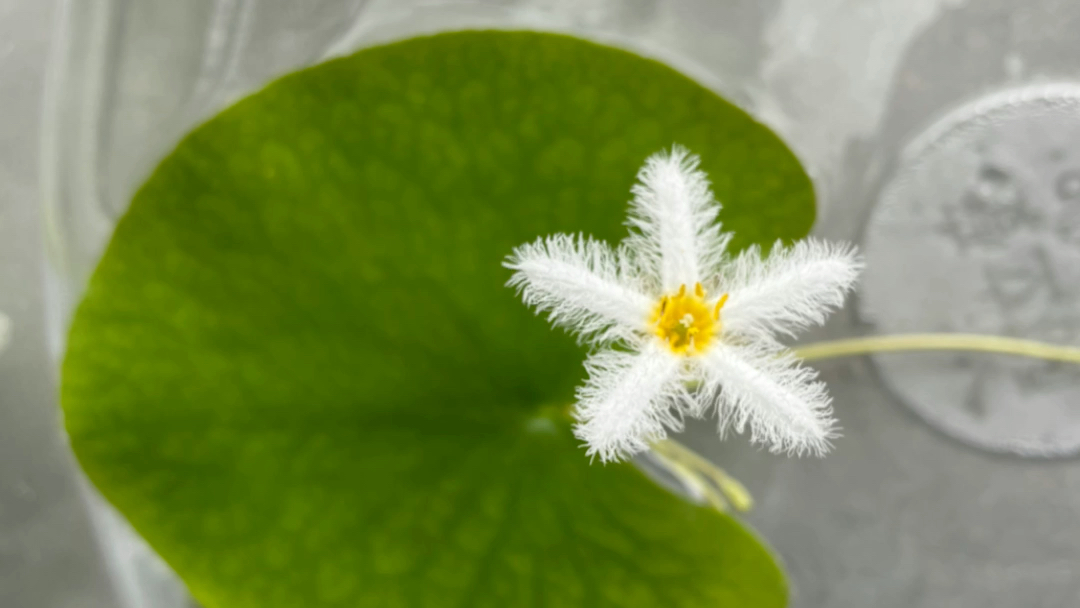 我养的水鳖开花了……_哔哩哔哩_bilibili