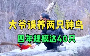 Descargar video: 世界上最意外的惊喜，放羊大爷误养两只凤凰，四年规模达40只！