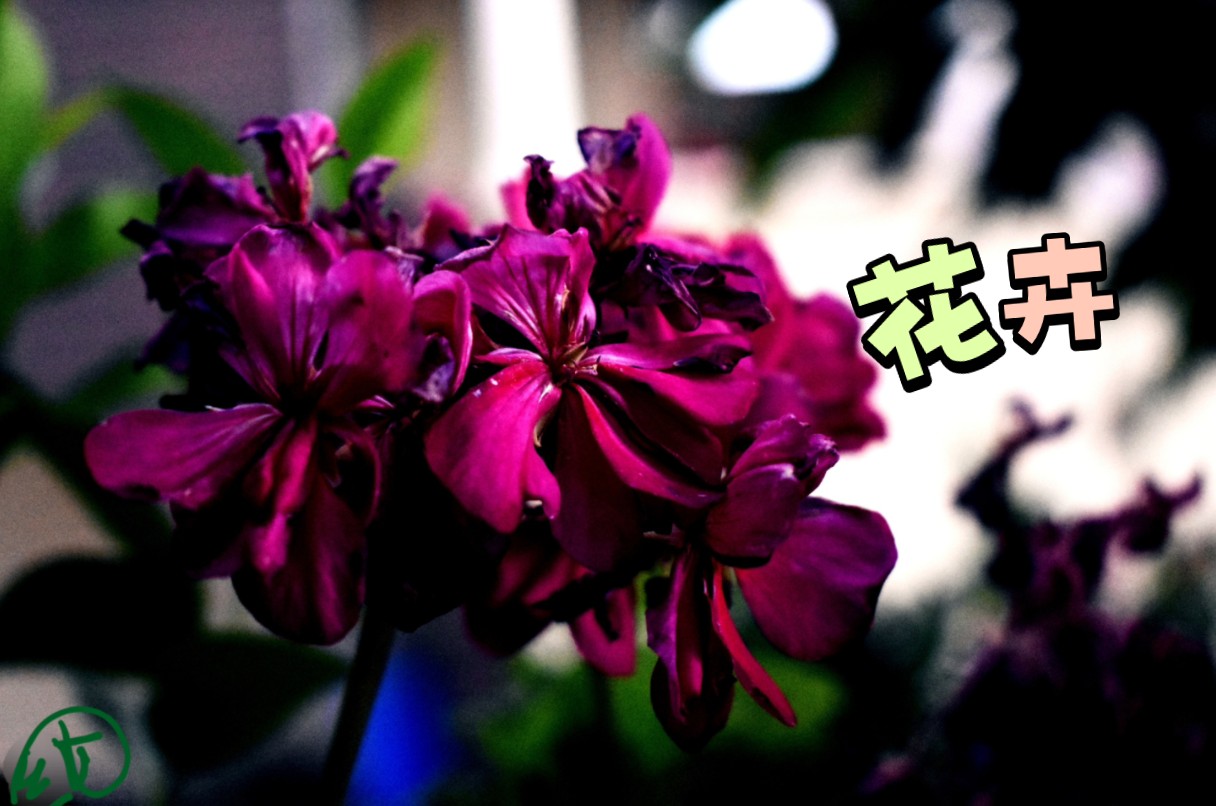 创意花卉摄影拍摄教程，技巧大全