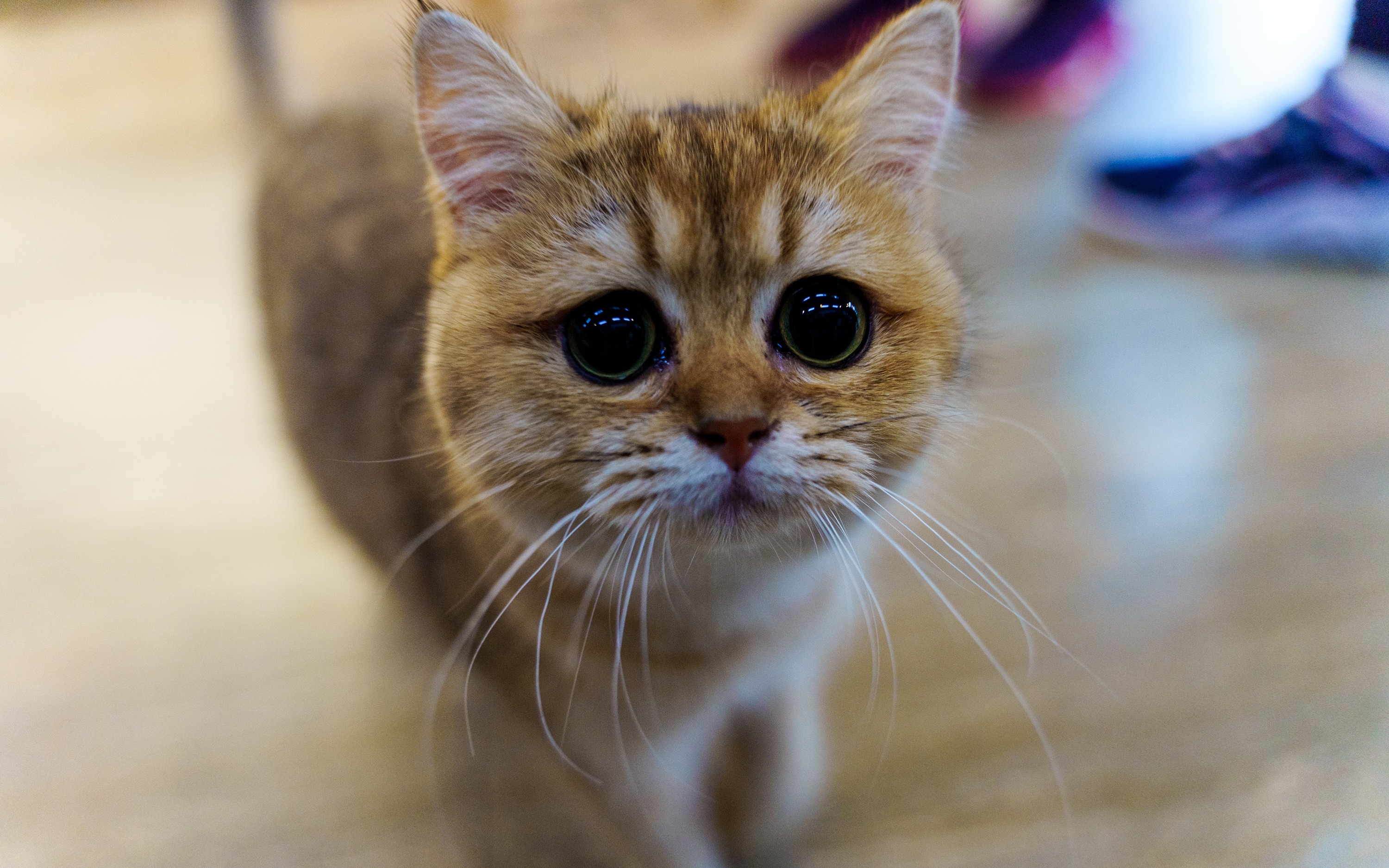 【生活小幸福之猫咪咖啡】索尼a7m3 腾龙28-75 英短 布偶 暹罗 加菲猫