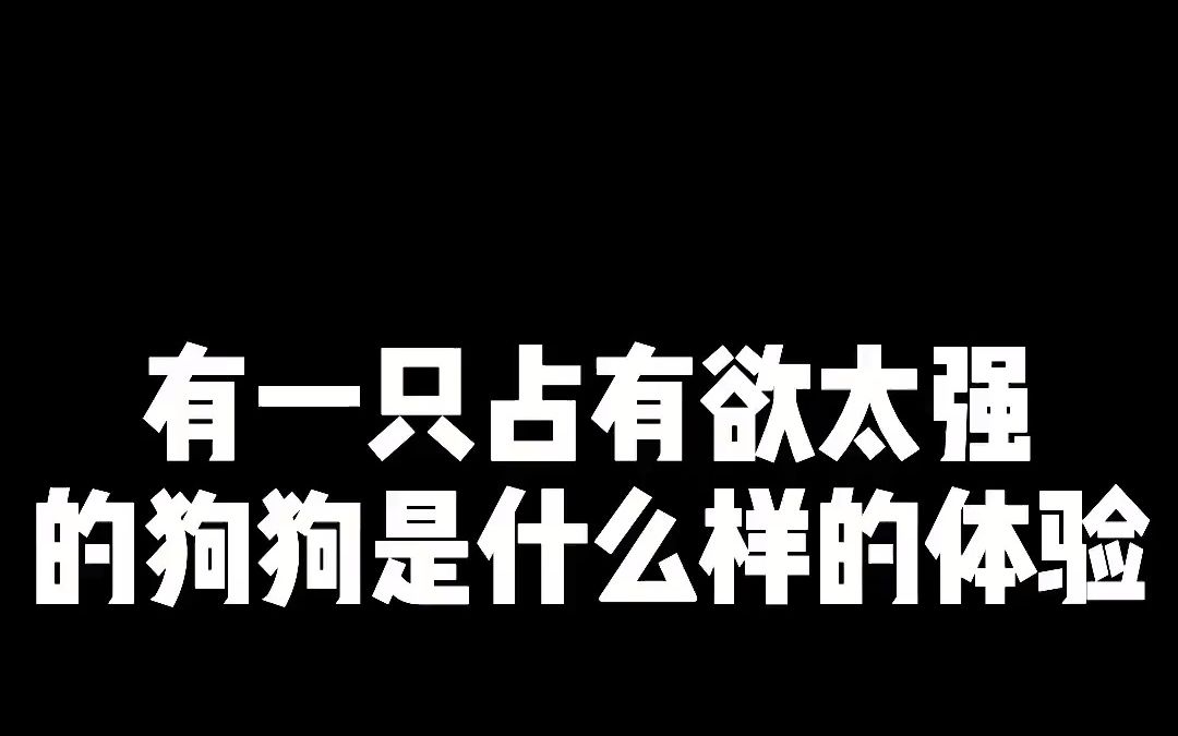 原来狗狗也会吃醋哔哩哔哩bilibili