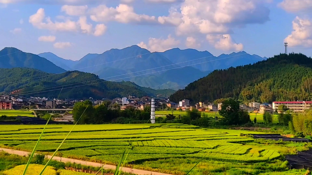 小路,稻田,农村,家乡.