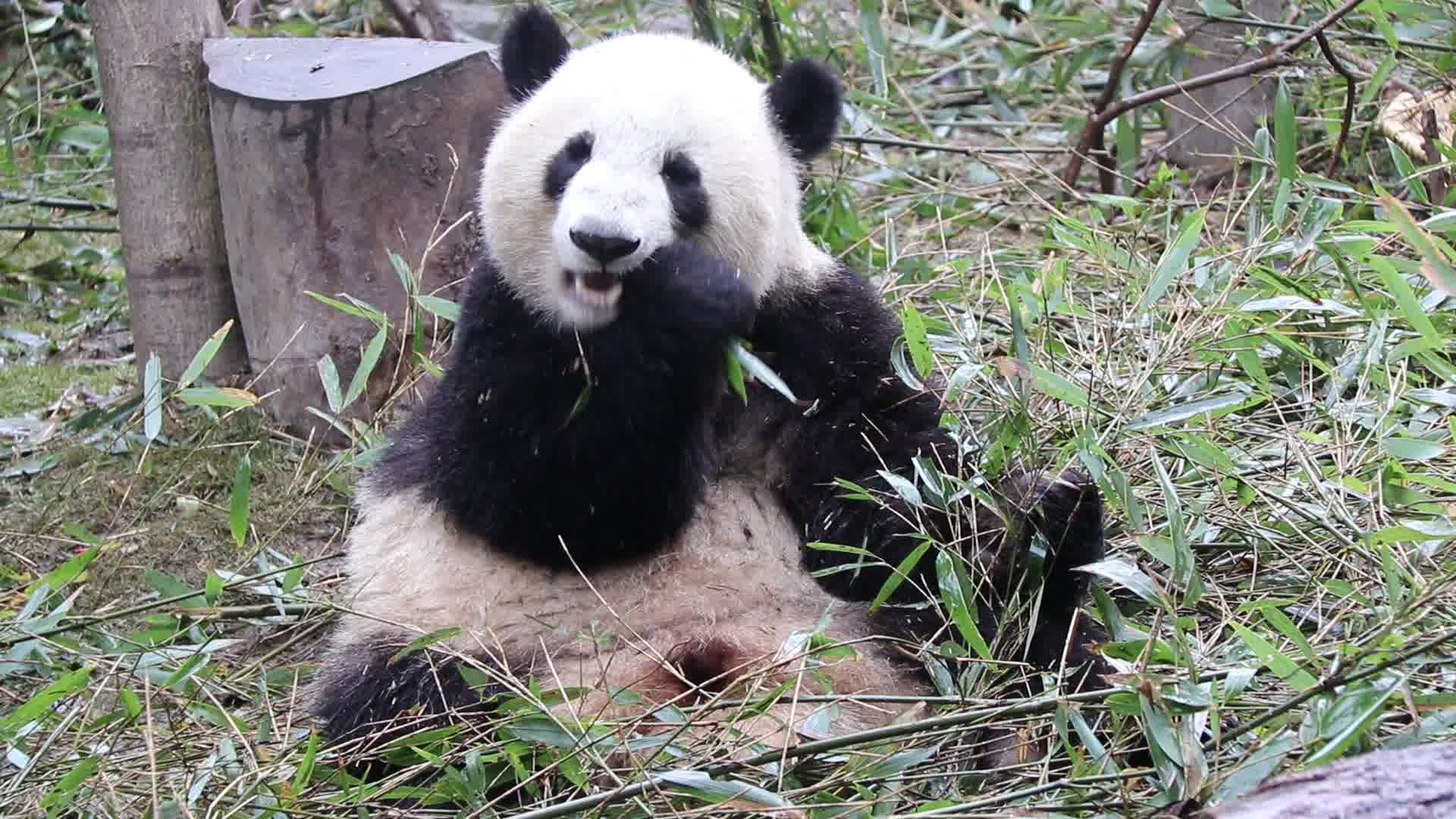 【大熊猫星光】这么光的大脑袋一定是星光光吧_哔哩哔哩 (゜-゜)つロ