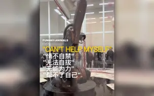 Download Video: 《Can't Help Myself》是一件艺术品，它是一台机器，从2016年运作至今