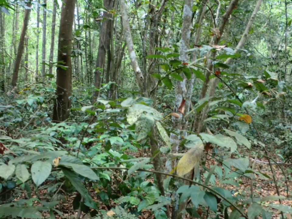 请找出图中十名越共