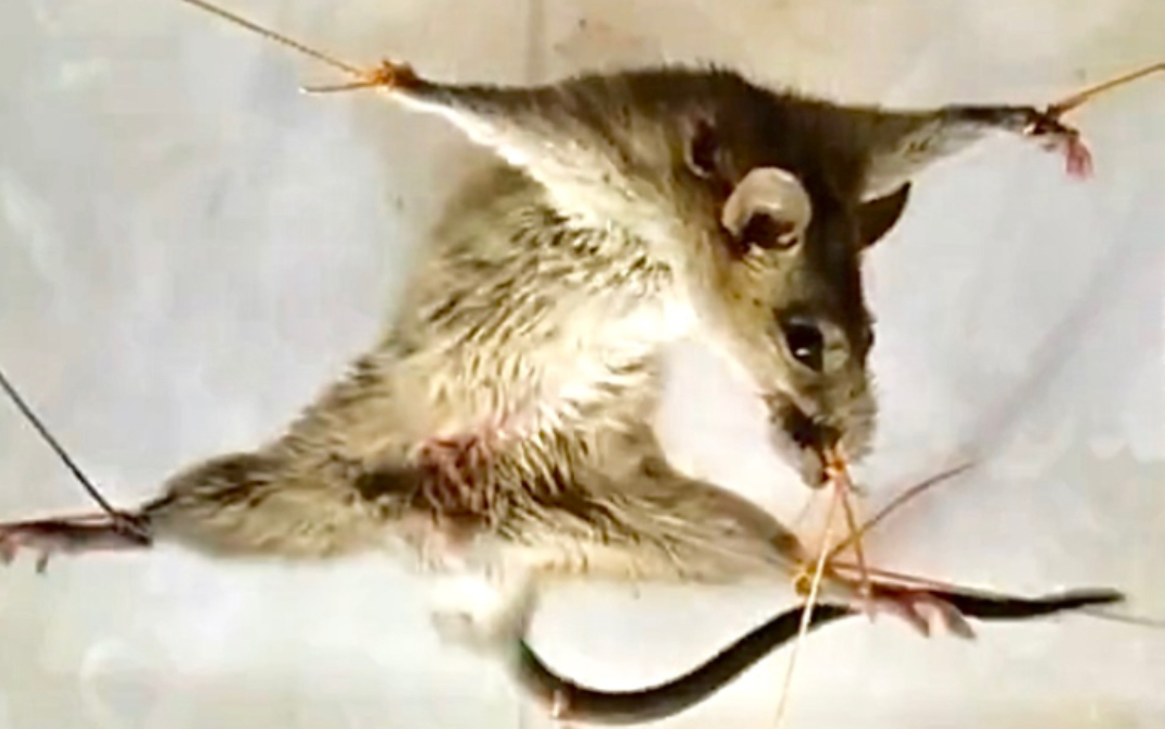 老鼠:"再见了,世界"