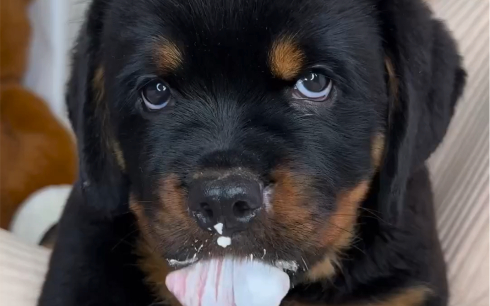 吃奶油的罗威纳宝宝