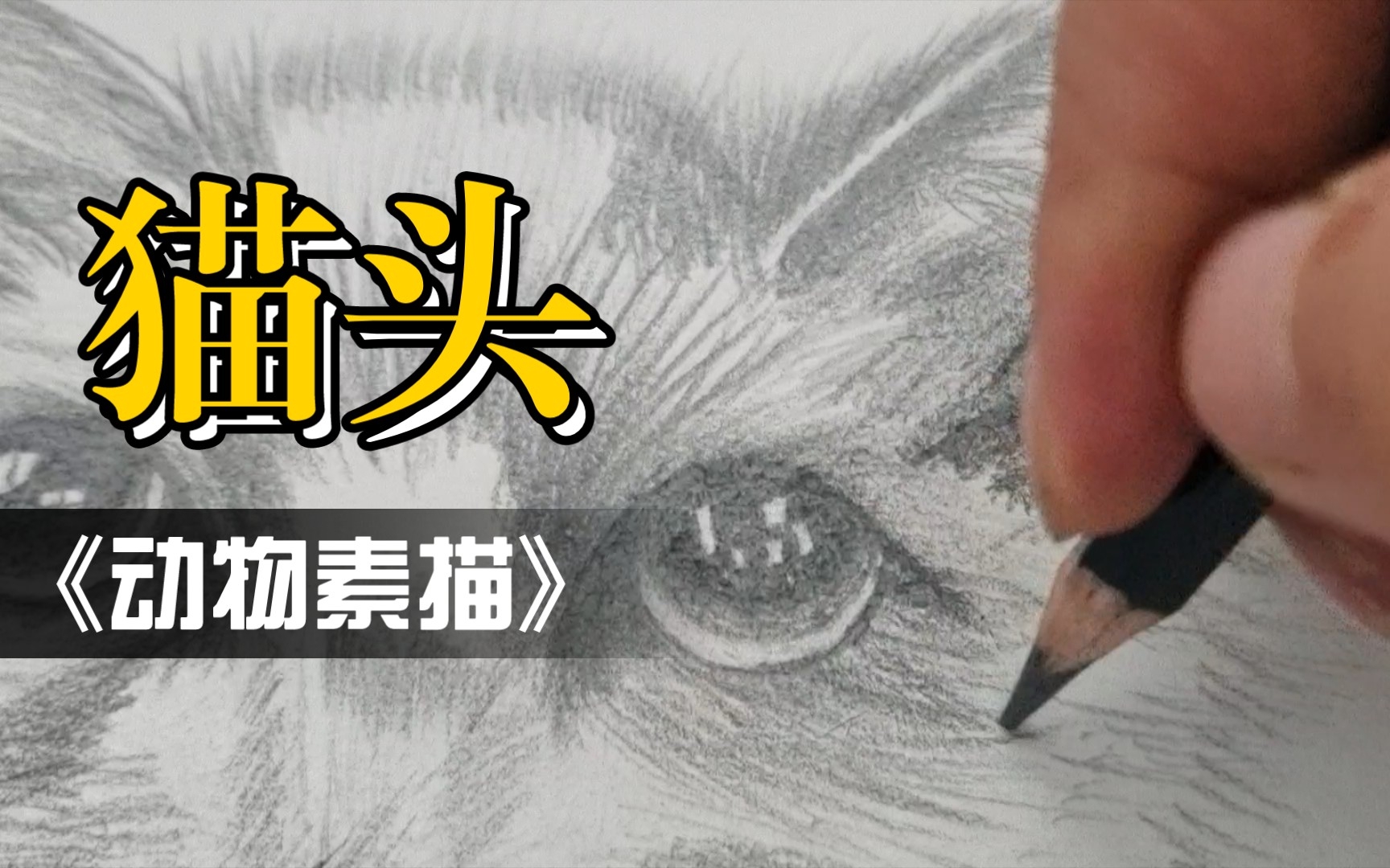 动物素描之猫头