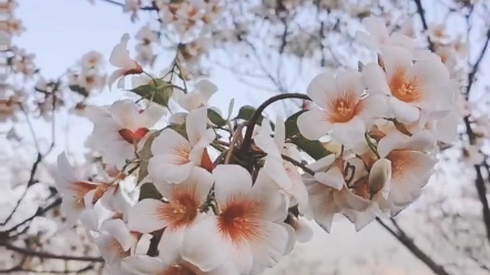 [图]湘西永顺•桐子花开！