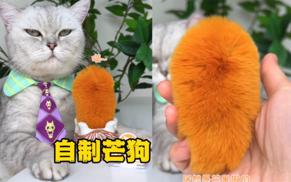 猫王:教你如何用芒果养出爆毛芒狗!哔哩哔哩bilibili