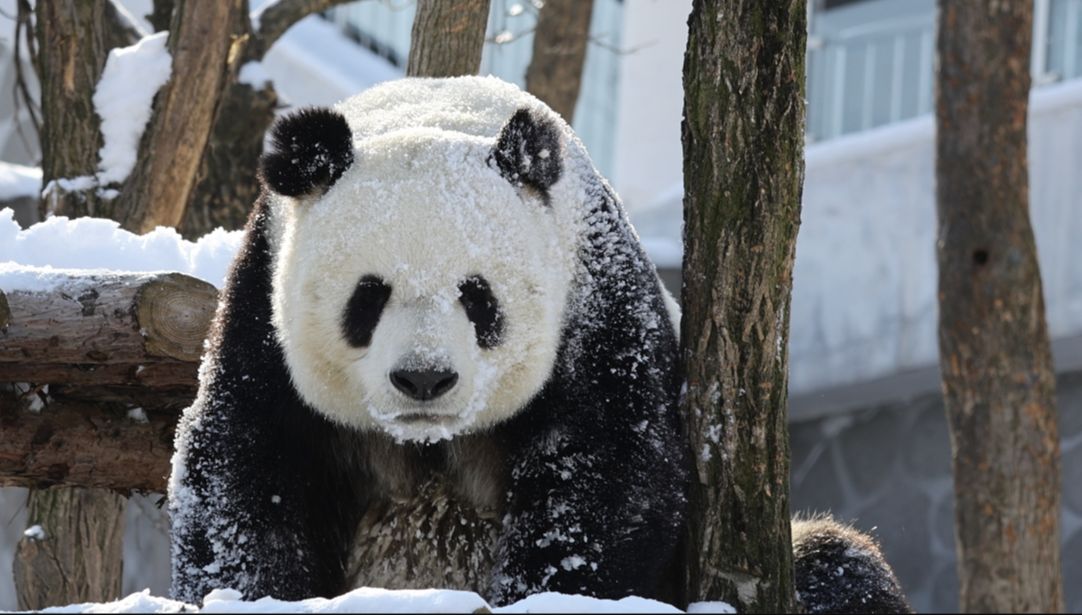甘肃野生大熊猫图片图片
