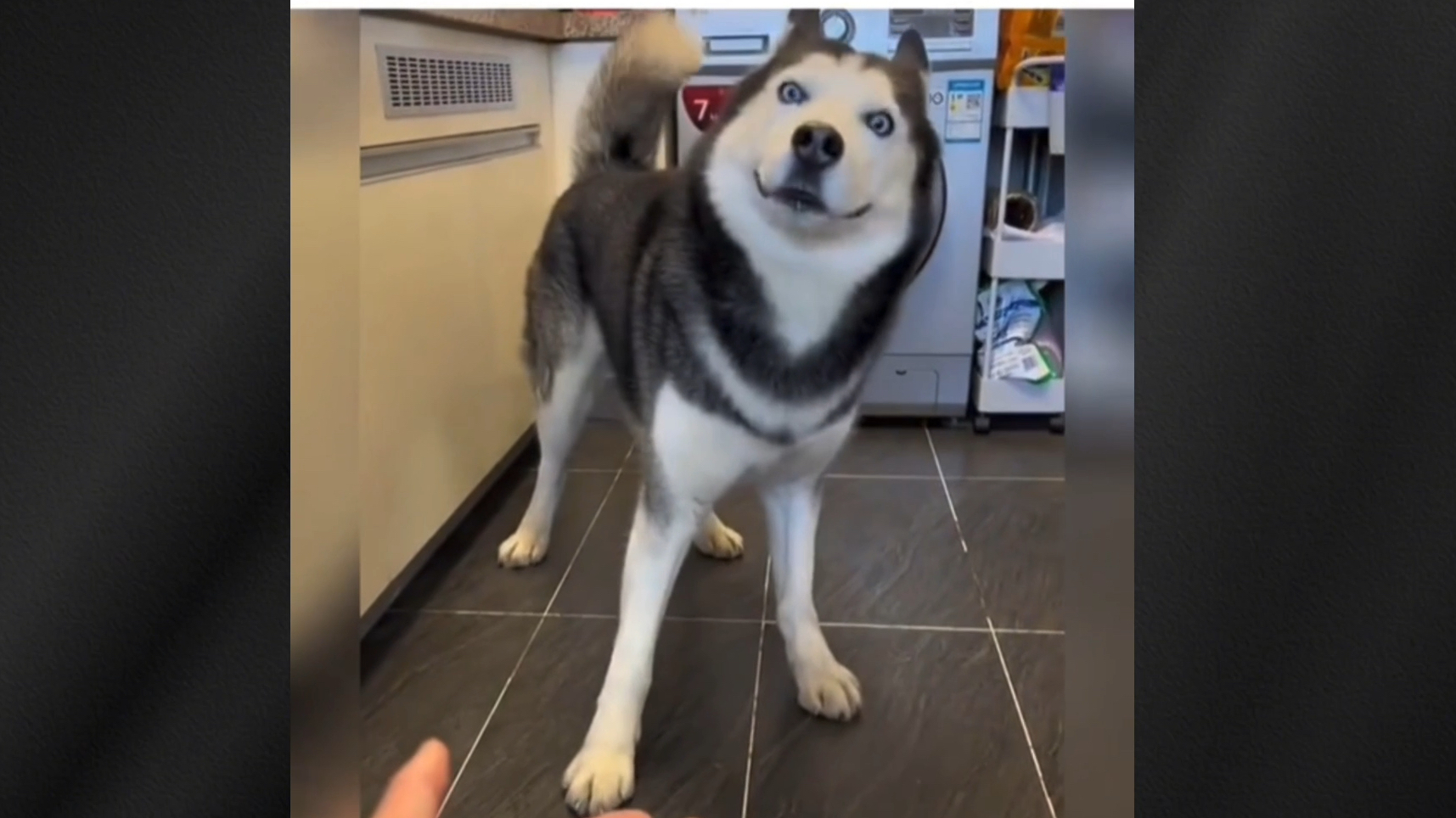 哈士奇是有多欠