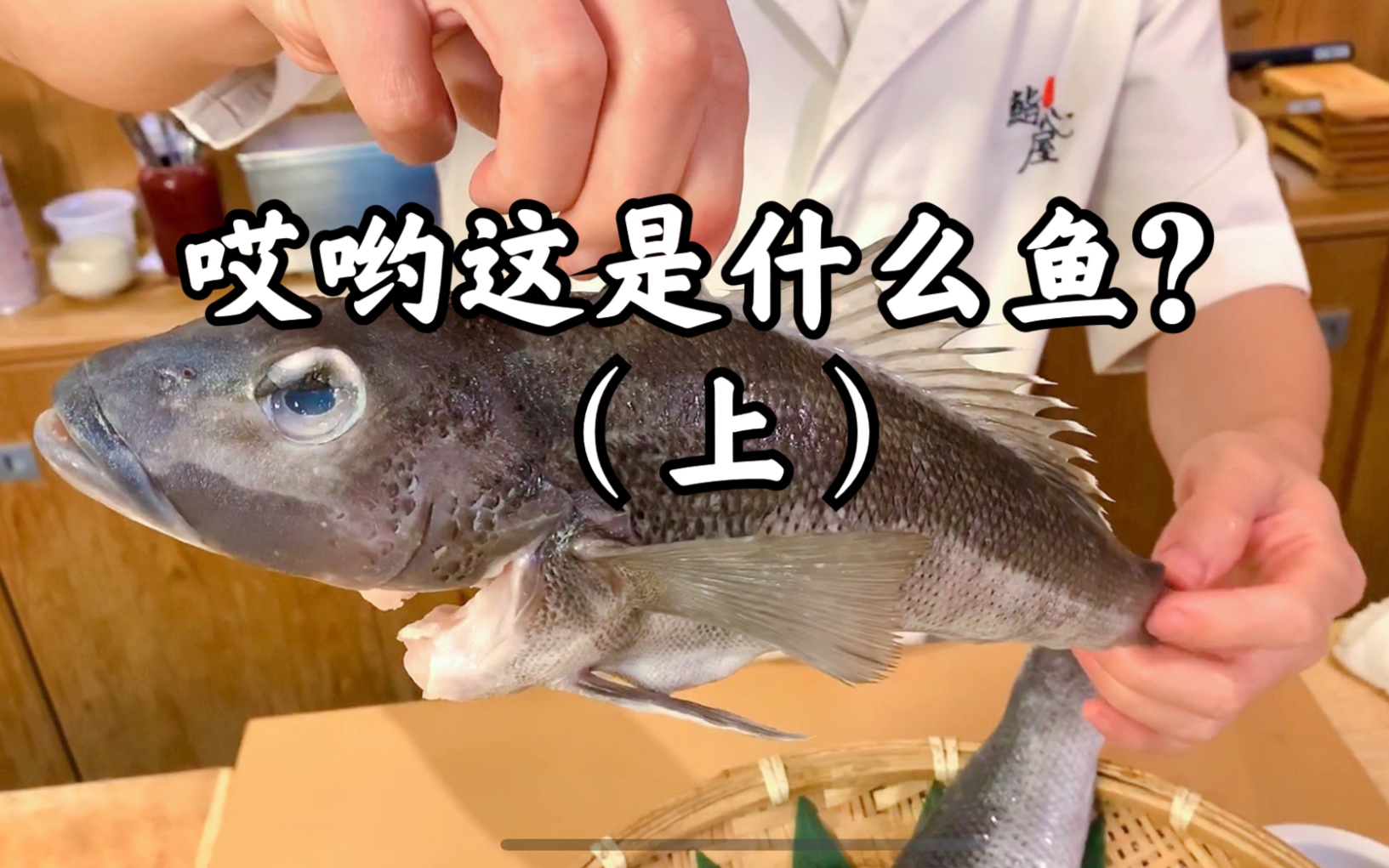 b站首发新西兰独有食材蓝鳕鱼bluecod介绍上集预处理篇