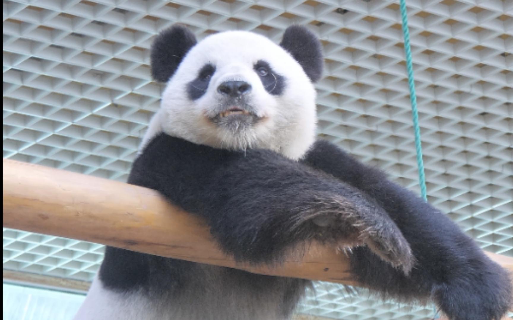 【大熊猫晶晶】嘿!看我今天帅吗?_哔哩哔哩_bilibili