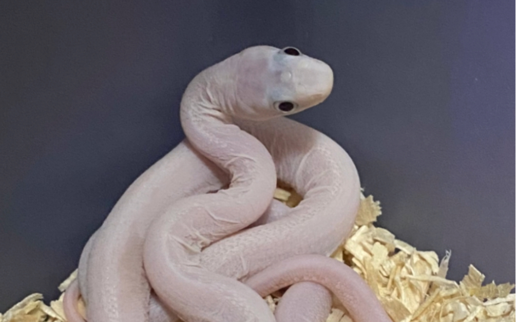 人生第一条无磷白娘娘宠物蛇沉浸式开箱_哔哩哔哩_bilibili