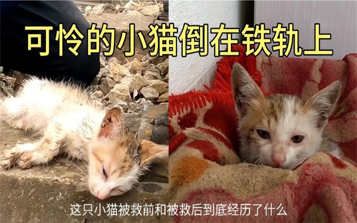 [图]可怜的小猫倒在铁轨上，好心人还能把它救活吗？不爱请别伤害！