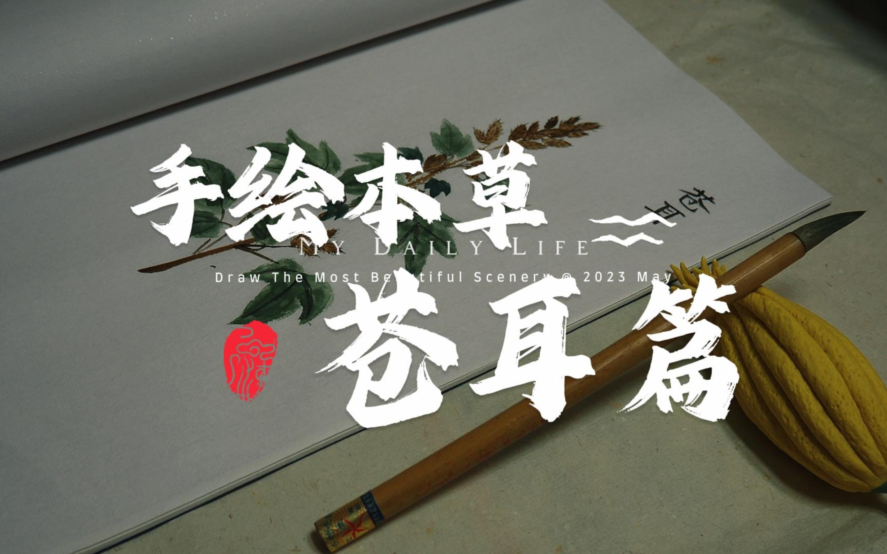 手绘本草·苍耳篇