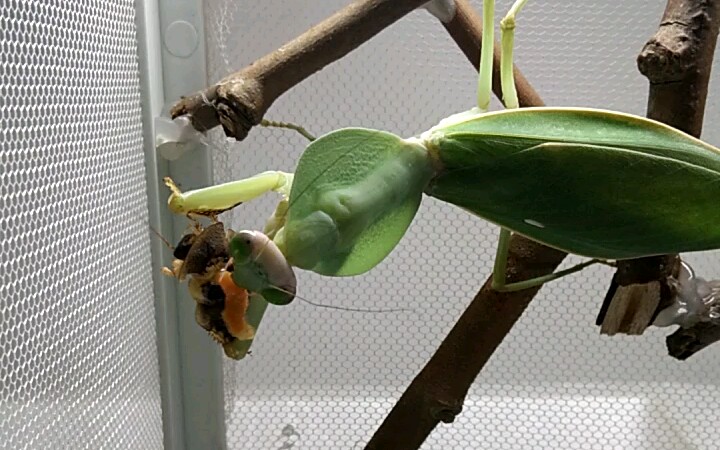 母圆盾螳螂怀孕后变得超凶大口啃食杜比亚蟑螂