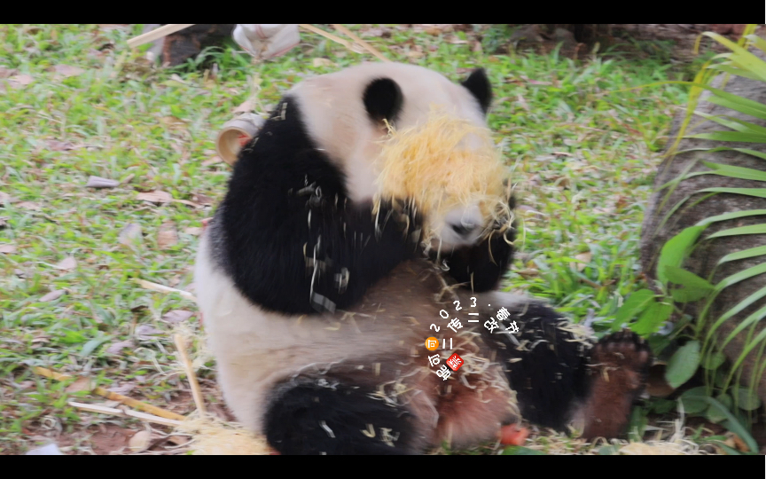 [图]【大熊猫雅一】孩子只有一岁，不可能再多了，太太太可爱了！！！！