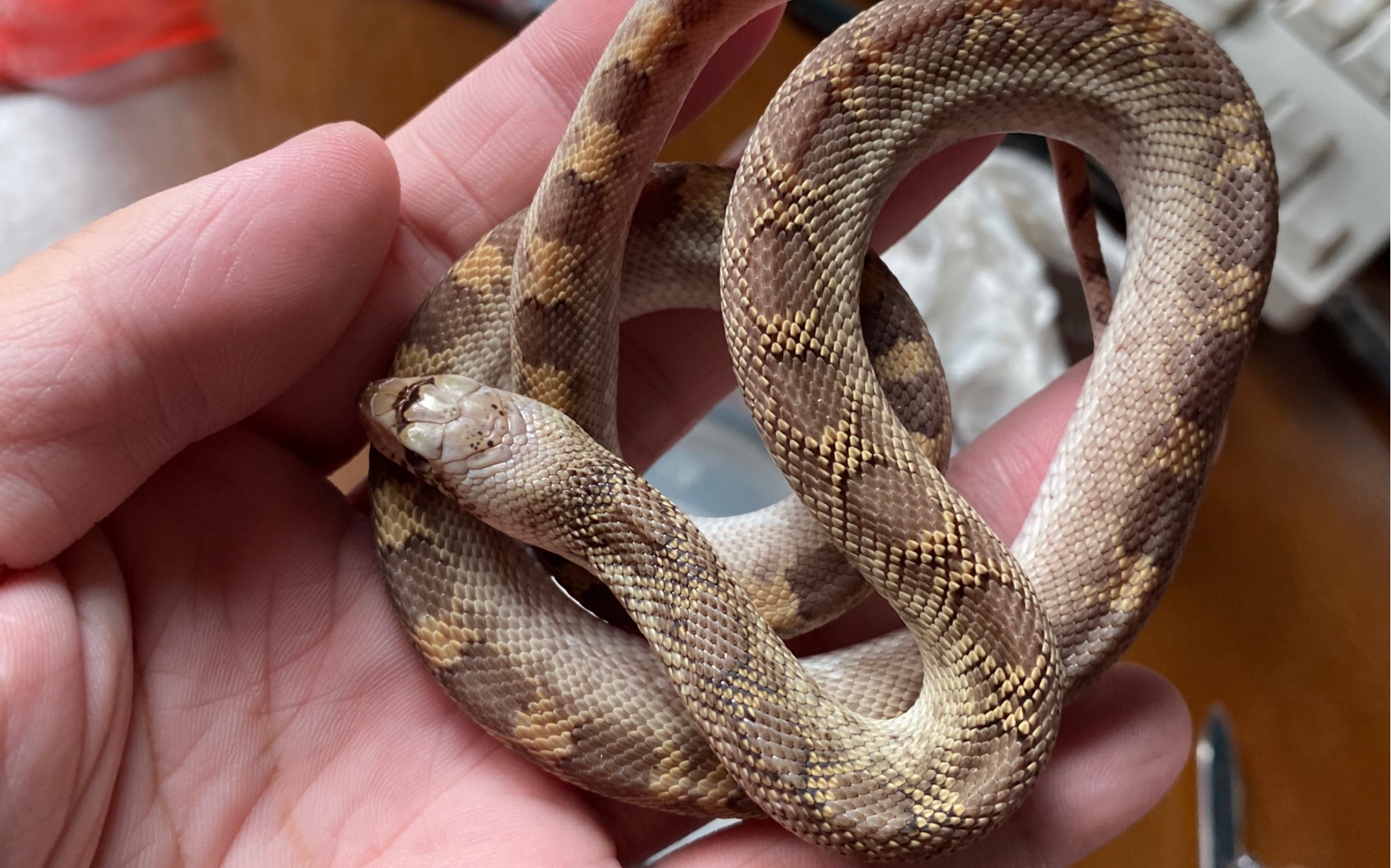 白边het暴雪牛蛇六面开箱