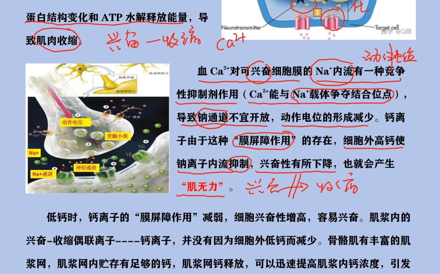 3-2-1血钙高肌无力和血钙低抽搐的原因