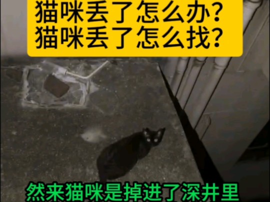 武汉找猫团队,成功找到丢失两天的猫咪哔哩哔哩bilibili